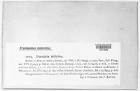 Puccinia recondita image